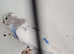 Budgies
