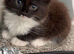 Long haired kitten with everything you need