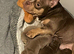 Pocket Bully’s Champion Blood Lines ABKC Registered
