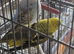 Opaline black wing