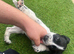 Spanile beagle
