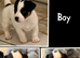 True much wenlock miniature Jack Russell puppy’s