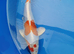 koi 12 -13 inch £75