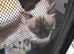 Ragdoll kittens
