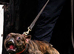 Working and show line puppies