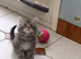 Excel Maine Coon kitten for sale
