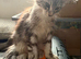 15 week full mainecoon