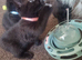 Beautiful little kittens British Short Hair 2 boys 2 girls