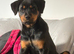 Rottweiler pup