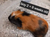 Pairs rescue guineapigs for sale