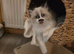 Beautiful pedigree ragdoll kitten