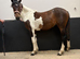 Stunning Yearling Part-bred Skewbald Filly