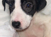 Jack Russell one available