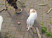 Jack Russell
