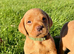 KC FOX RED LABRADOR PUPPIES