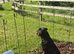 6 month old Rottweiler