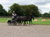 13.3 14 year old ride and drive Hackney x Welsh gelding
