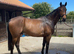 16.3hh TB X ID