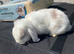 Mini lop