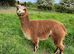 Alpacas for sale