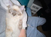 Beautiful Ragdoll 8 months old