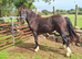 Welsh D gelding