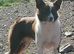 Collie x Kelpie pups