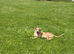 Koda 18 wk male puppy