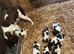 Springer Spaniel pups