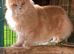 Adult Tica registered Girl