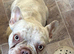 9 month old French bulldog male