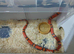TANGERINE HONDURAN MILK SNAKE