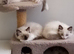 Adorable Pure breed Ragdoll kittens available to everloving homes