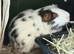 3 male guineas all bonded