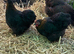 Black POL pekin hens