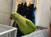 Handtame Ringneck