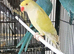 Indian Ringneck Glasgow