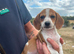Dashhound X jack Russell