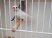 Java sparrows