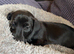 Black dachshund 8 weeks old