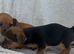 3 beautiful Chorkie puppies