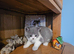 British shorthair kittens for sale