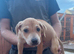 sharpei x Bedlington whippet