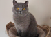 Lilac British Shorthair Female