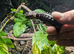 LTC red eye crocodile skinks with setup