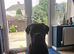 Cane corso x American bully