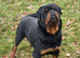 Male Serbian Rottweiler