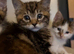 4 beautiful boys looking for their forever home