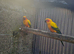 Sun conures