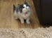 Emergency rehoming